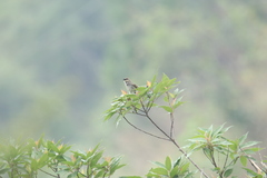 Prinia crinigera