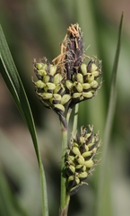 Carex raynoldsii