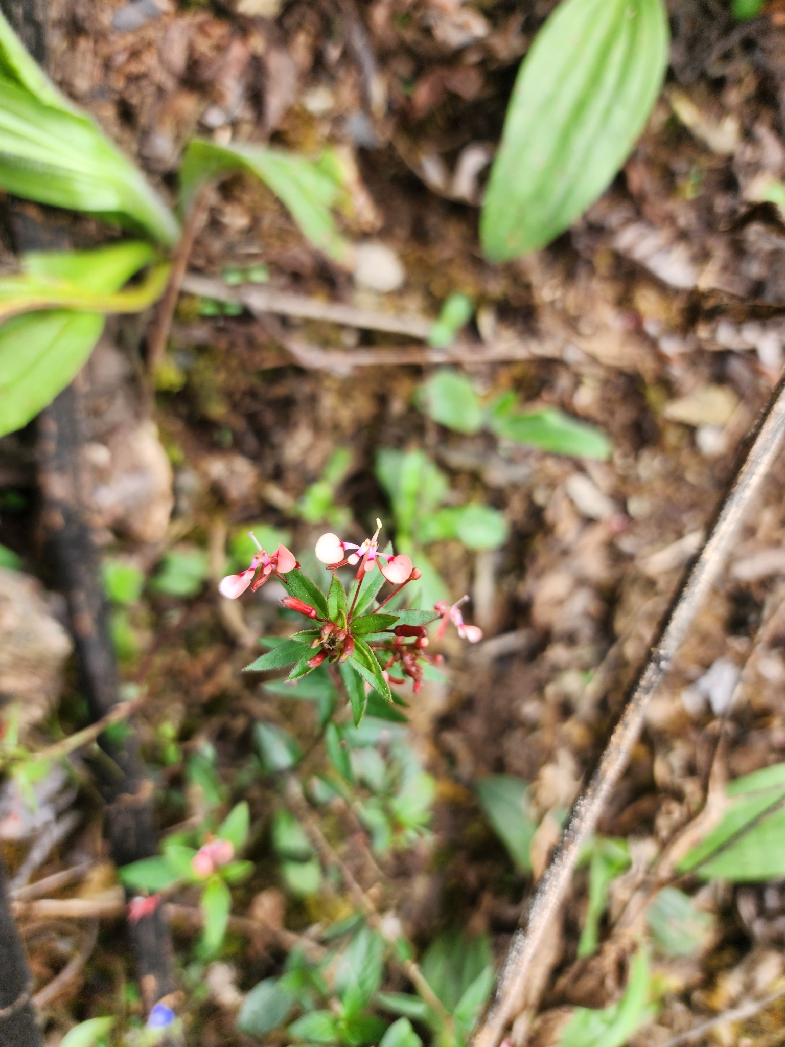 Imagem de Flor-de-beijo