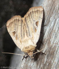 Pseudohermonassa flavotincta