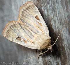 Pseudohermonassa flavotincta