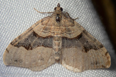 Xanthorhoe defensaria