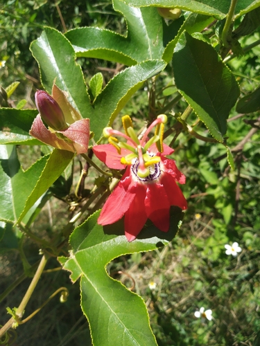 Foto de Maracujá-vermelho