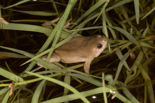 Western Narrow-mouthed Toad