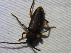 Tylonotus bimaculatus