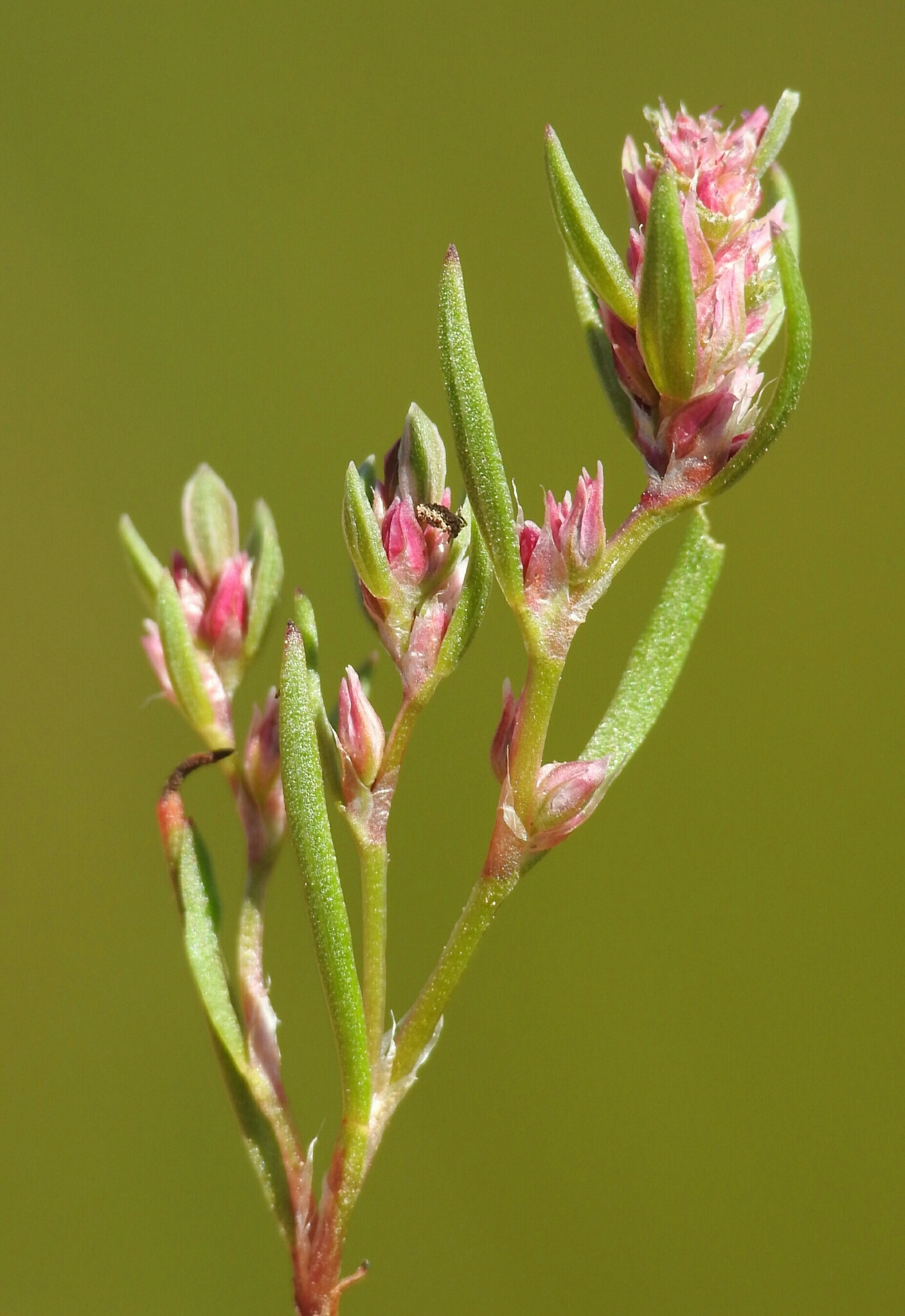 Polygonum polygaloides ssp. kelloggii
