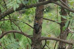 Dendrocoptes auriceps