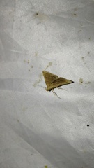 Zanclognatha lunalis