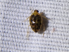 Peltodytes litoralis