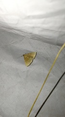 Zanclognatha lunalis