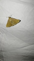 Zanclognatha lunalis