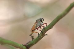 Colepia rufiventris