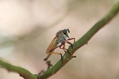 Colepia rufiventris