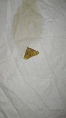 Zanclognatha lunalis