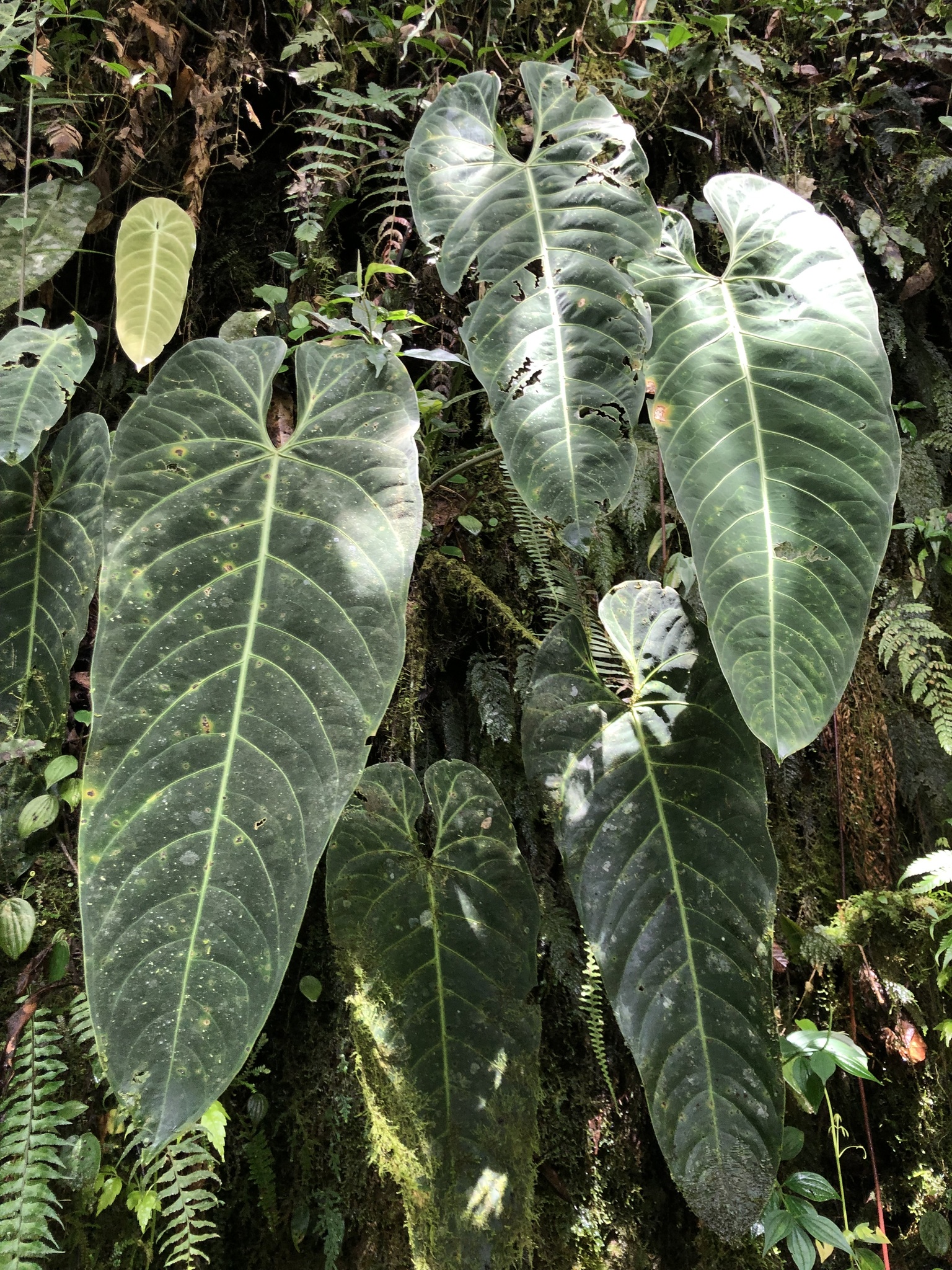 Anthurium queremalense  iNaturalist
