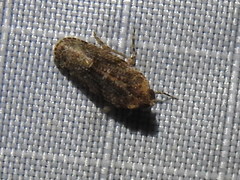Catonia