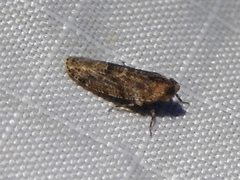 Catonia