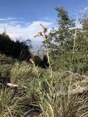 Cirsium arizonicum arizonicum