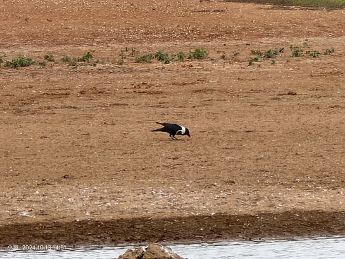 Collared Crow