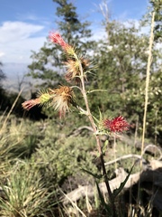 Cirsium arizonicum arizonicum