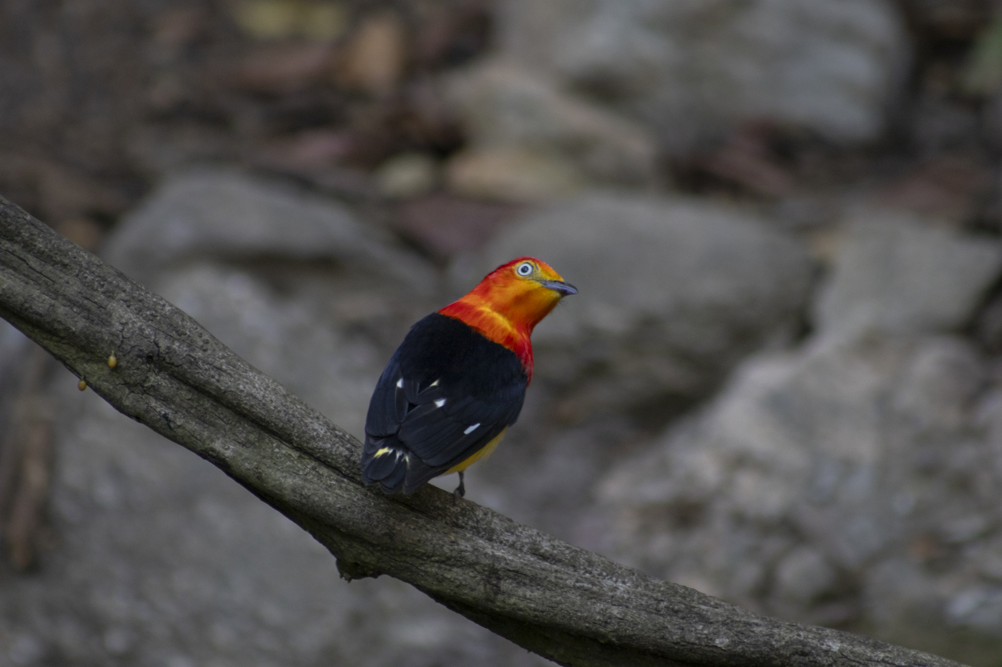 Band-tailed Manakin (Pipra fasciicauda)