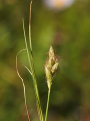 Carex douglasii