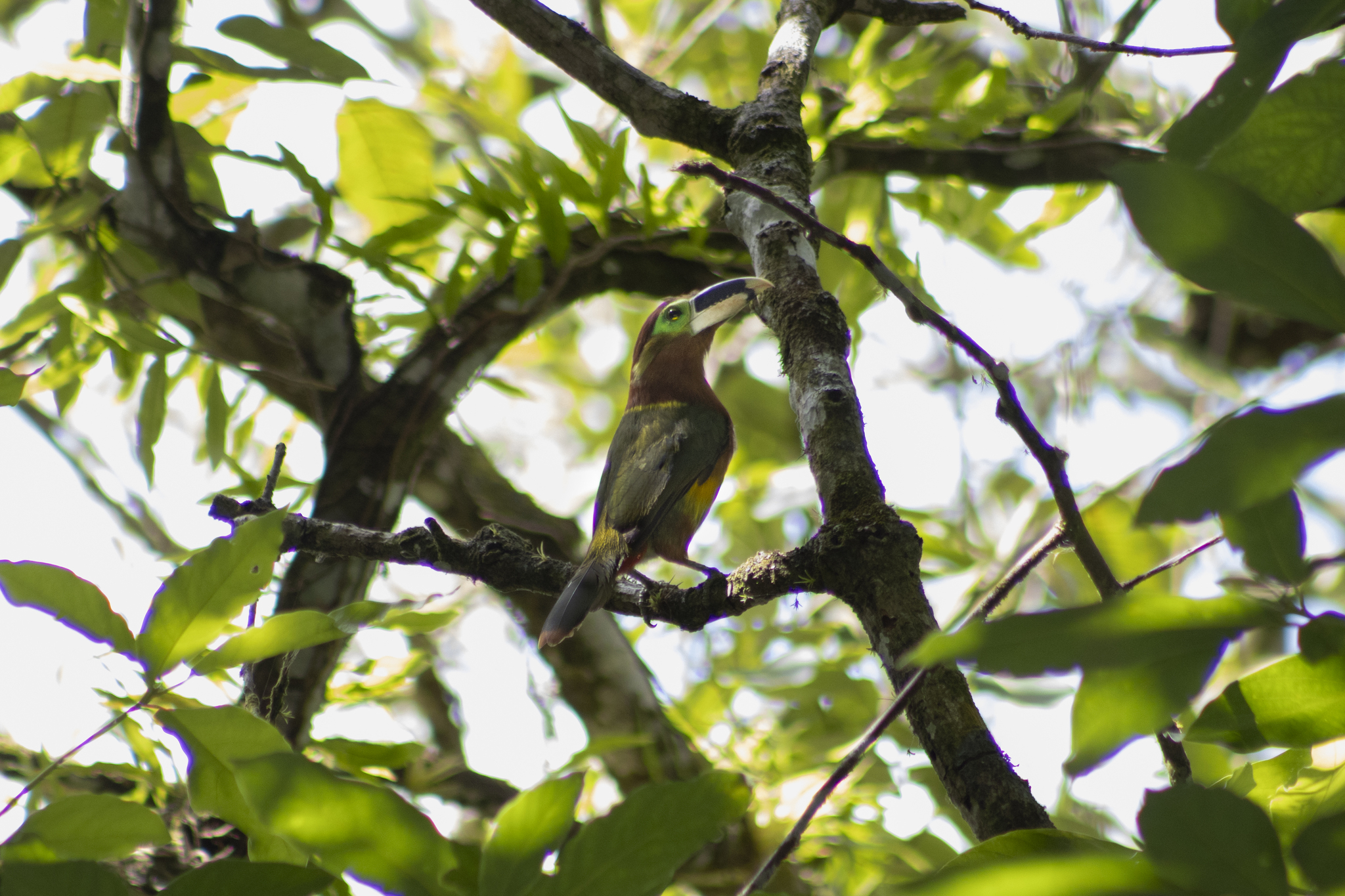 Gould's Toucanet (Selenidera gouldii), photo 7