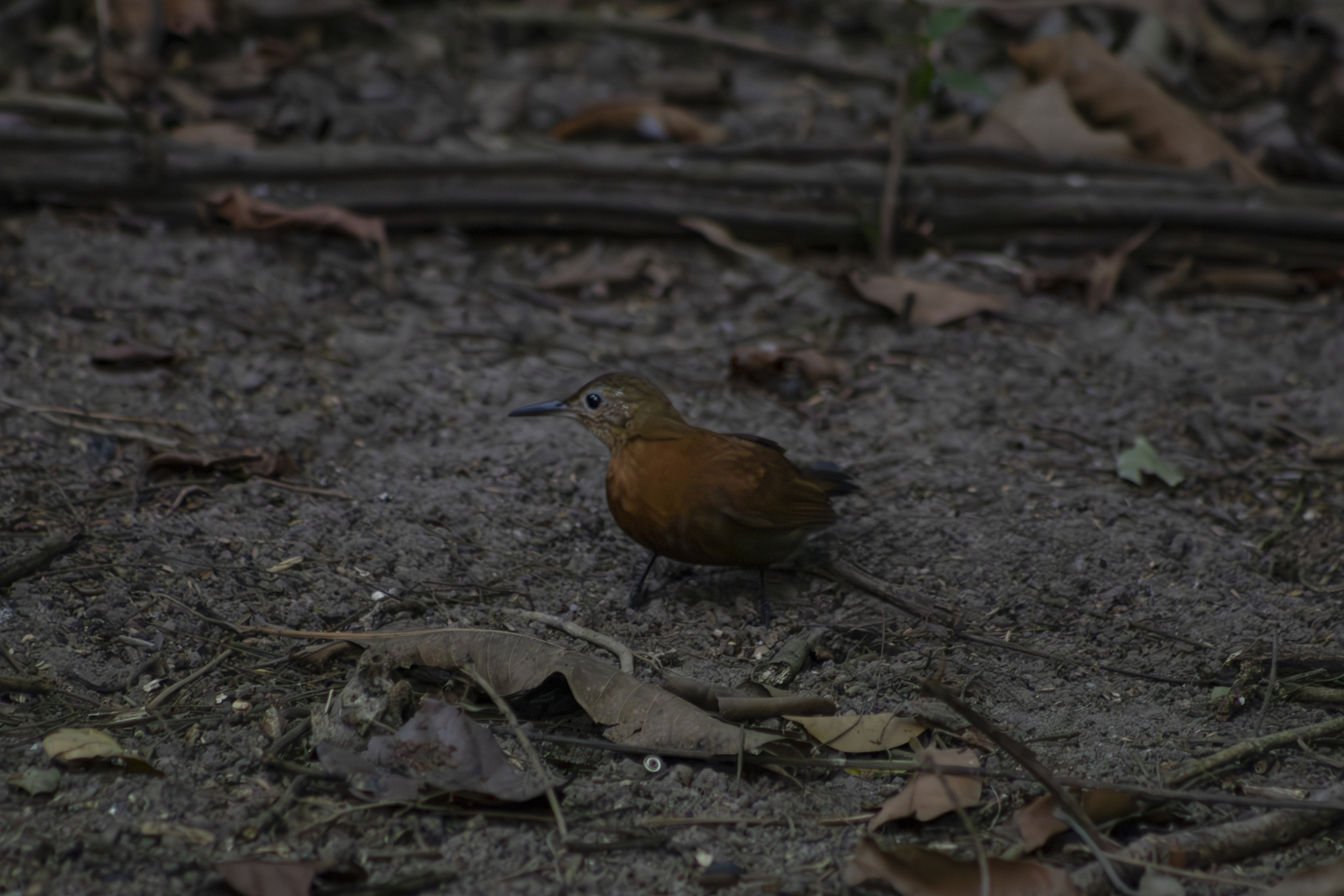 Rufous-breasted Leaftosser illustration
