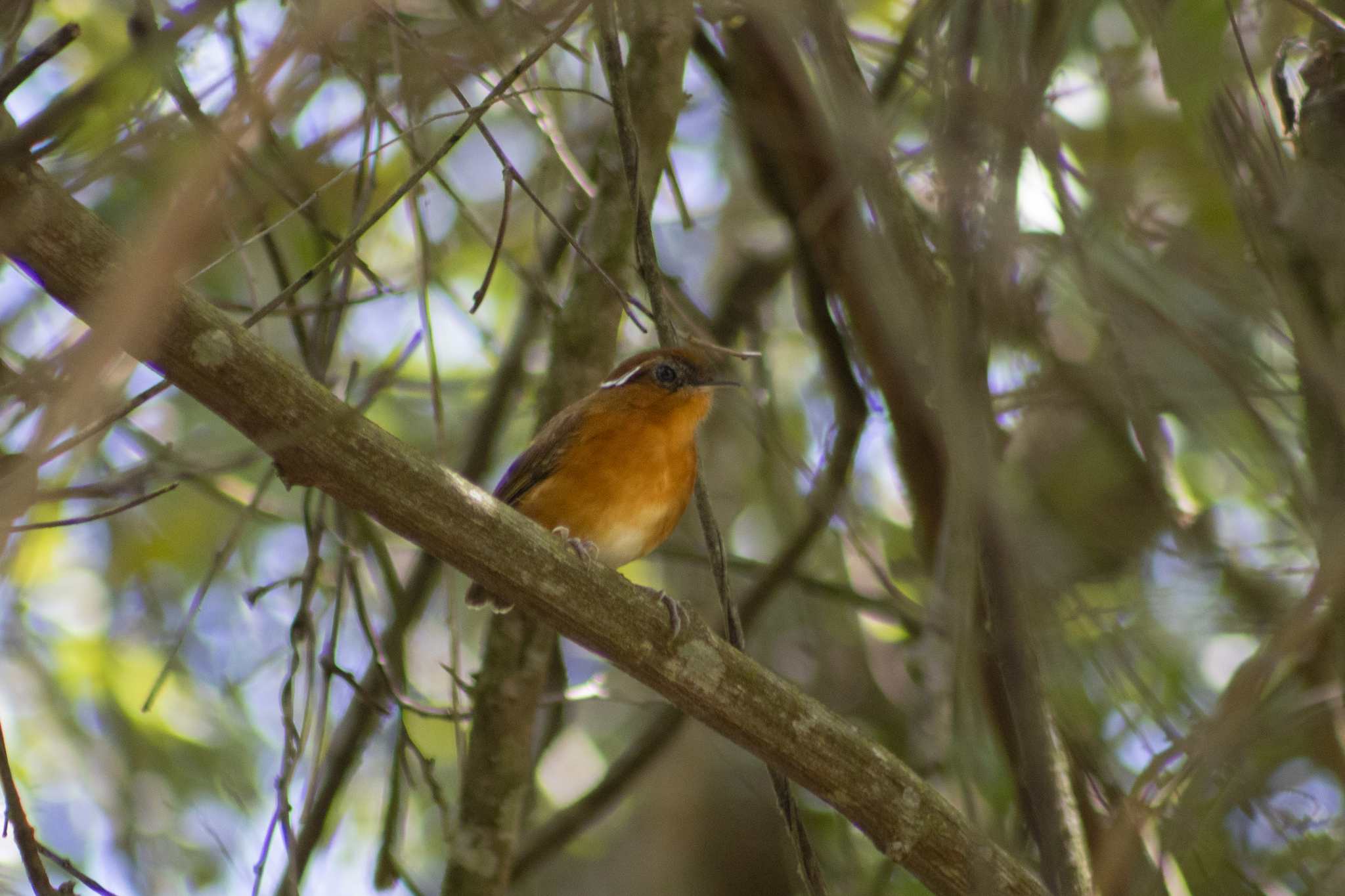 Ceara Gnateater (Conopophaga cearae), photo 3