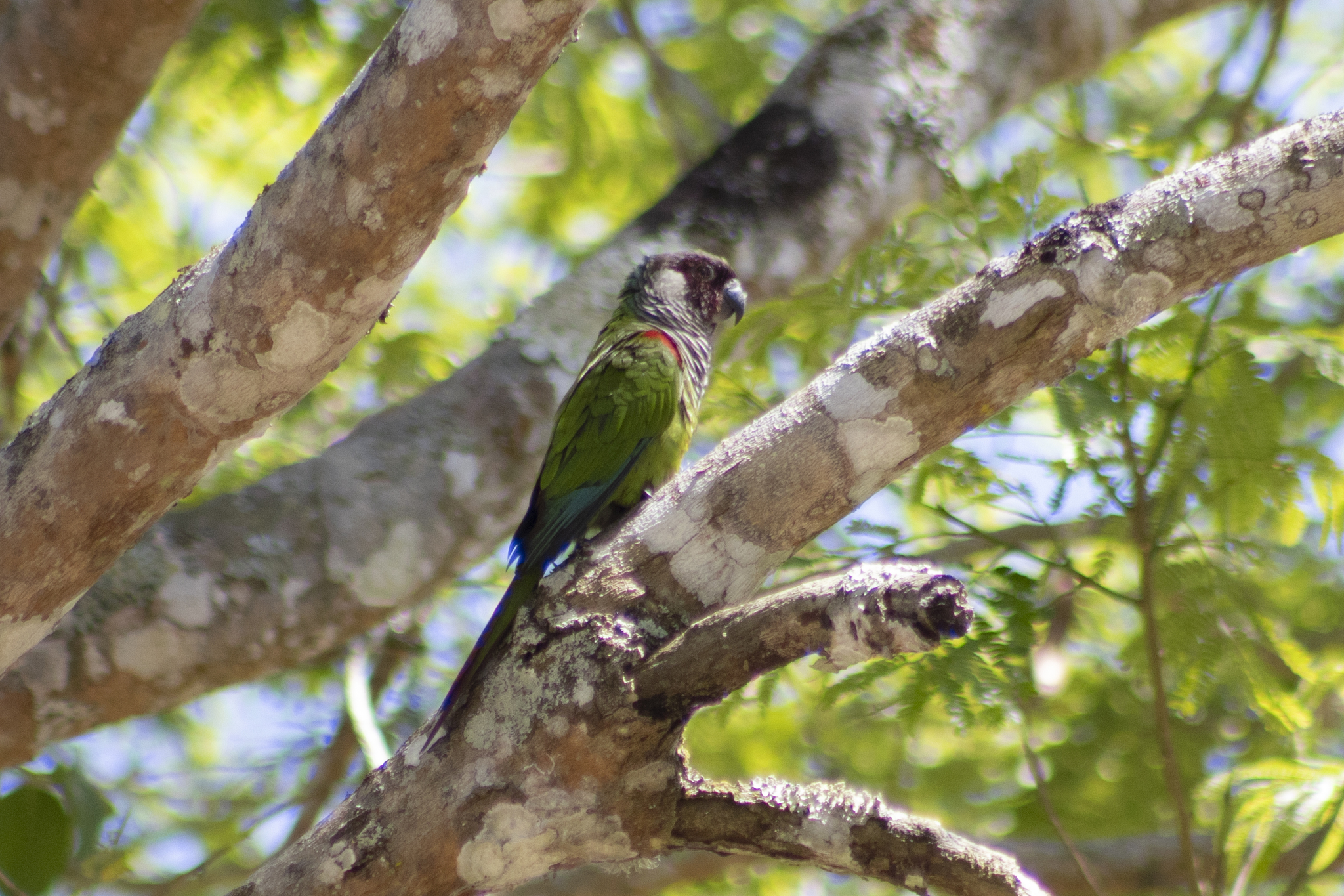 Grey-breasted Parakeet (Pyrrhura griseipectus), photo 6