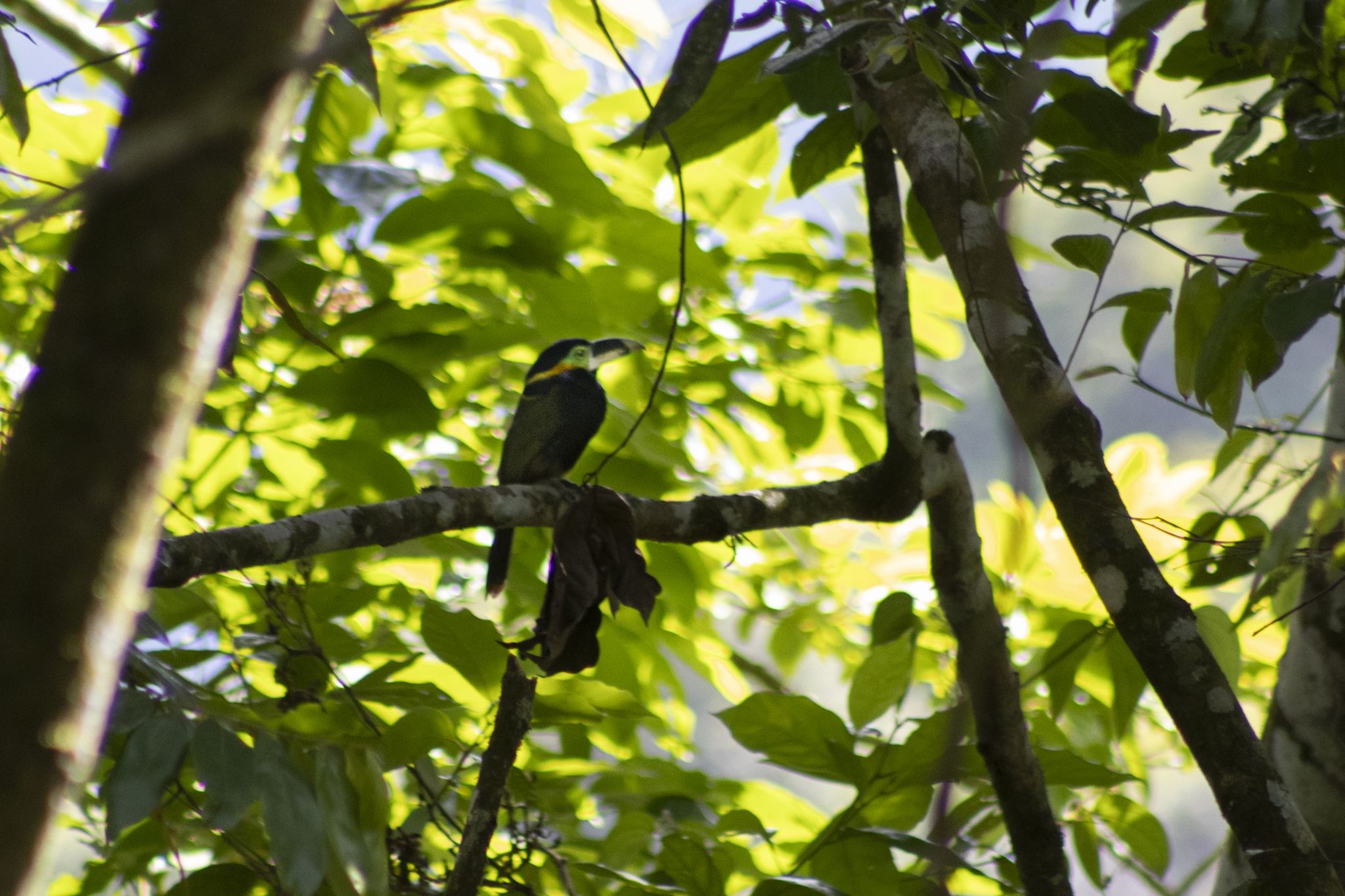 Gould's Toucanet (Selenidera gouldii), photo 8