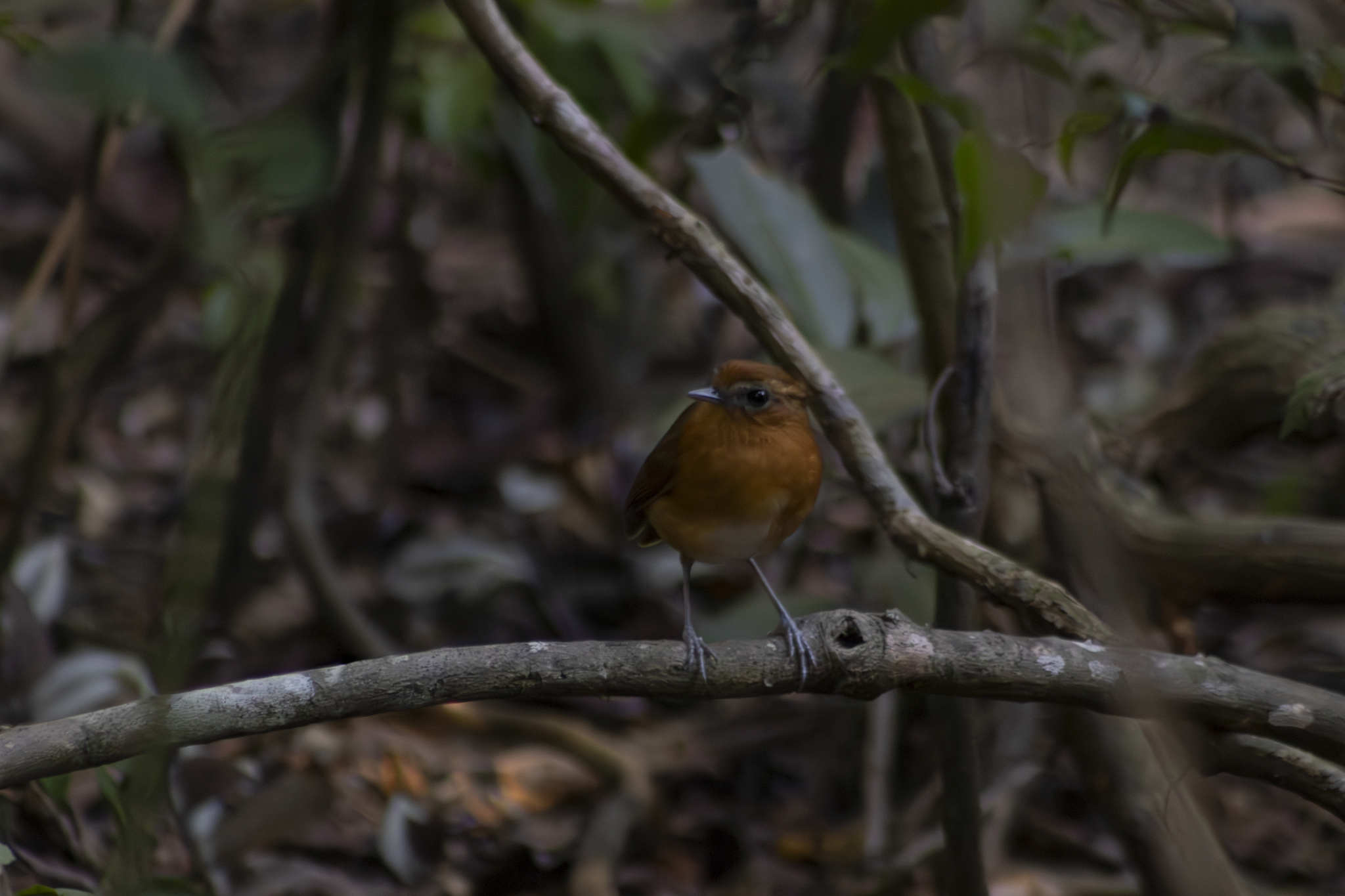 Ceara Gnateater (Conopophaga cearae), photo 4