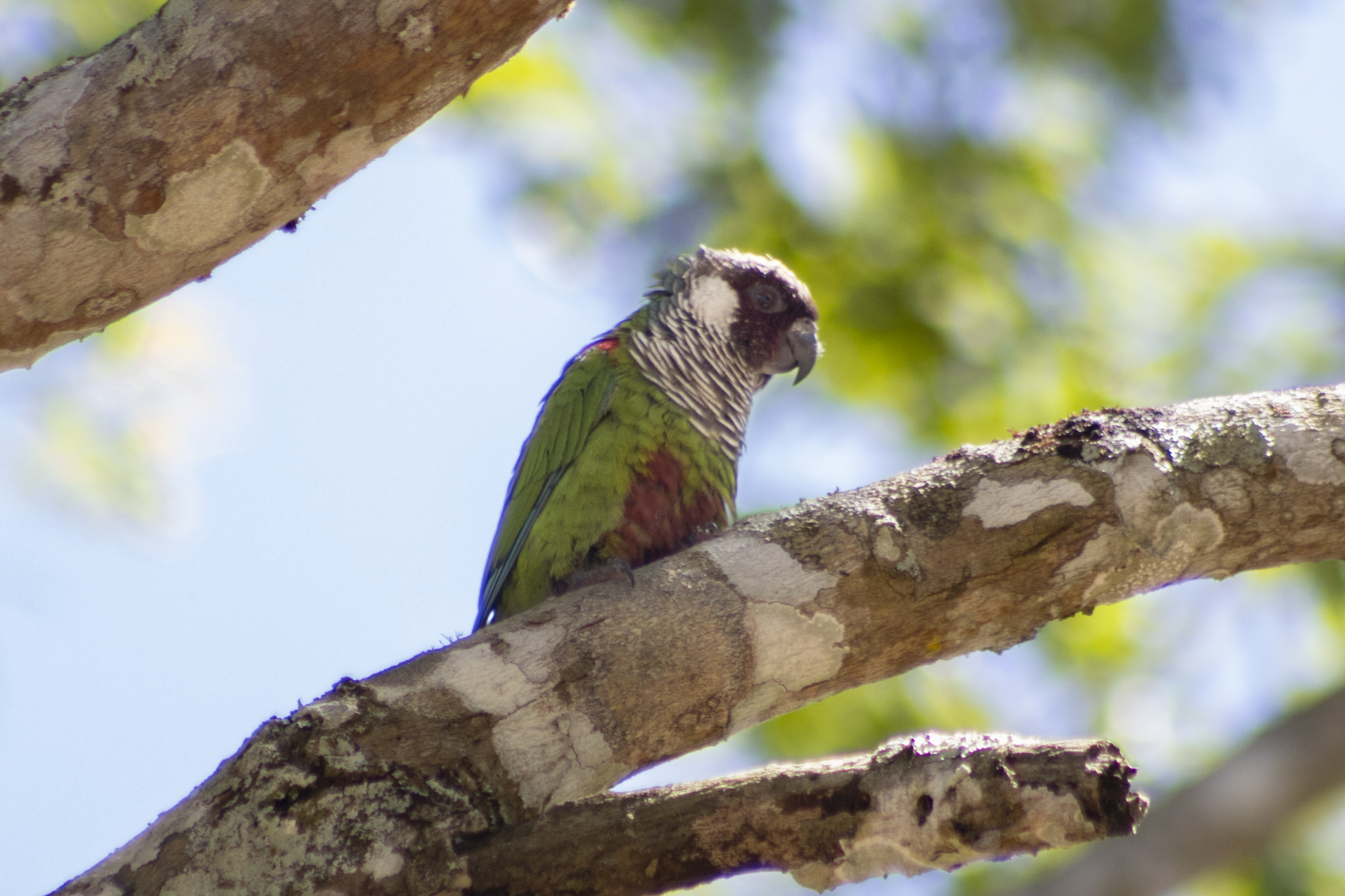 Grey-breasted Parakeet (Pyrrhura griseipectus), photo 7