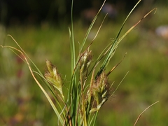 Carex douglasii