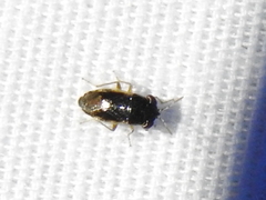 Geocoris uliginosus