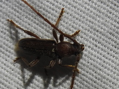 Anelaphus moestus