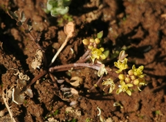 Rorippa curvisiliqua