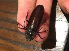 Nothopleurus madericus