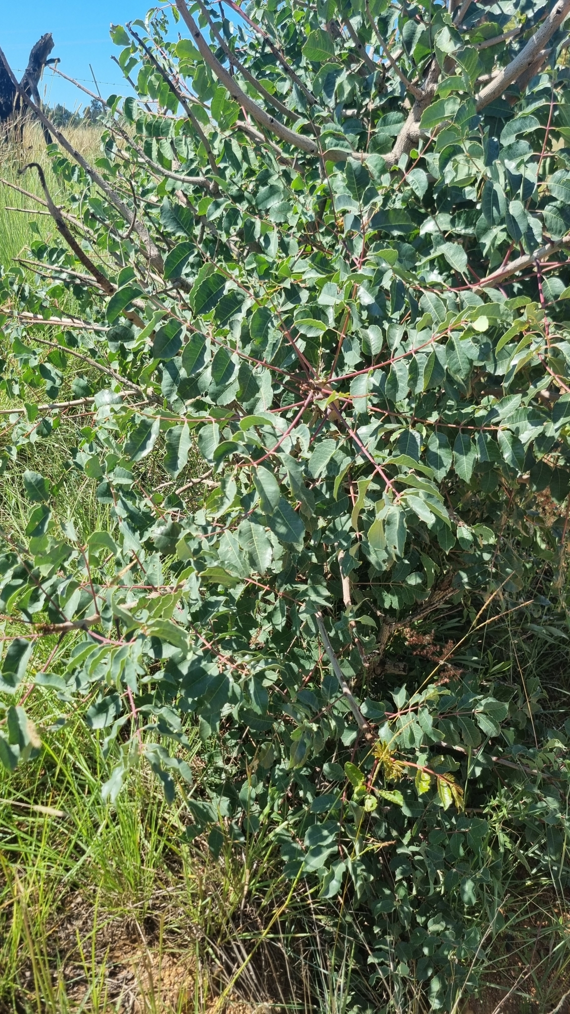 Imagem de Marula