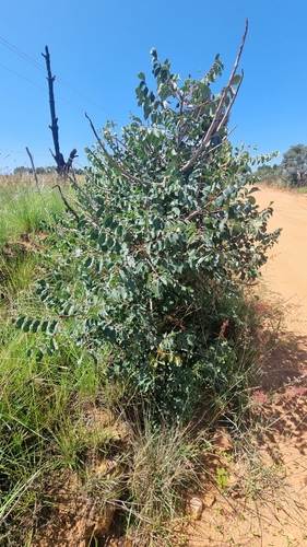 Foto de Marula