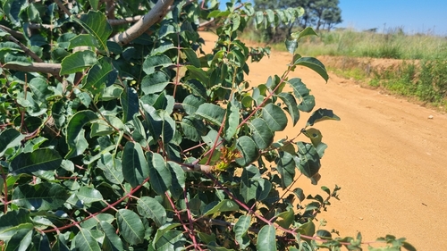 Foto de Marula