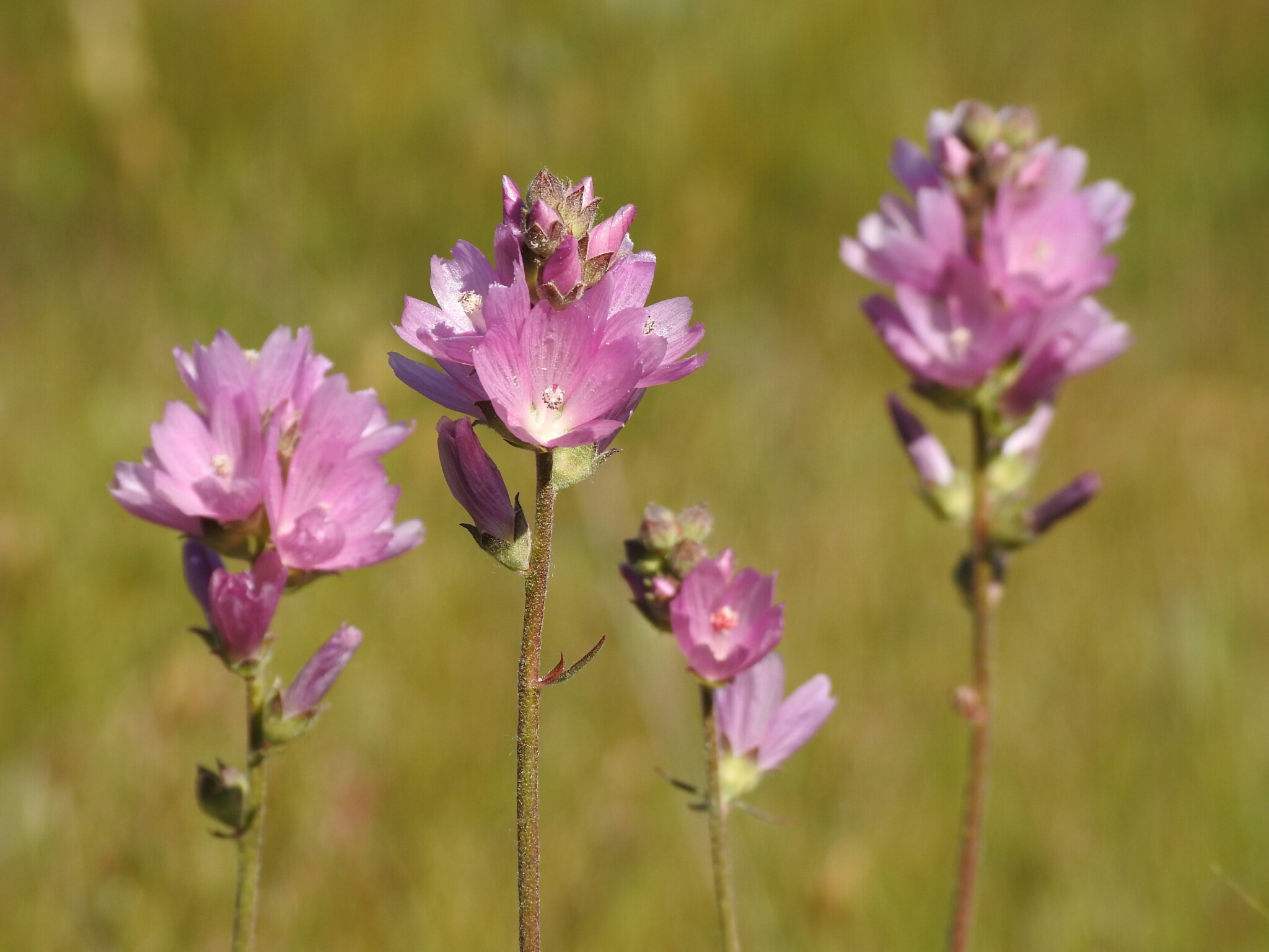Sidalcea oregana ssp. oregana