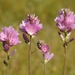 Oregon Checkerbloom - Photo (c) David Greenberger, some rights reserved (CC BY-NC-ND), uploaded by David Greenberger