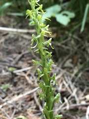Platanthera limosa