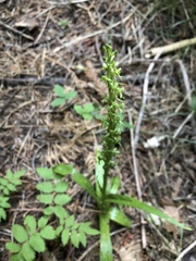 Platanthera limosa