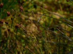 Agrostis variabilis
