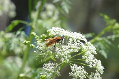 Pelecorhynchus fulvus