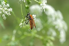 Pelecorhynchus fulvus