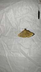 Zanclognatha lunalis