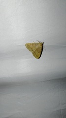 Zanclognatha lunalis